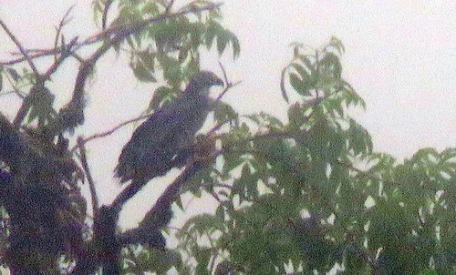 Chondrohierax uncinatus