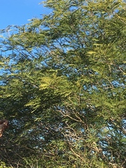 Senegalia berlandieri