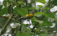 Myioborus brunniceps