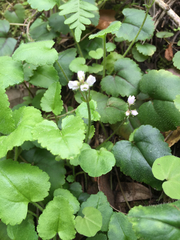 Veronica californica