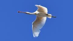 Yellow-Billed Spoonbill photo 4