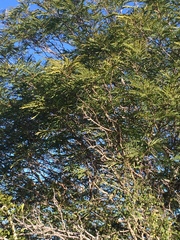 Senegalia berlandieri