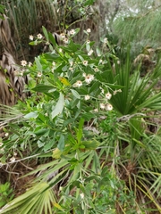 Baccharis halimifolia image
