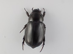 Dyscinetus