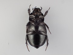Dyscinetus