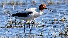 Red-Necked Avocet photo 2