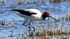 Red-Necked Avocet photo 5
