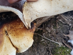 Phellinus badius