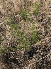 Hypericum fasciculatum