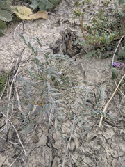 Astragalus aridus