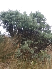 Linochilus rosmarinifolius