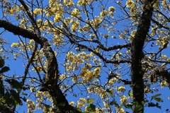 (c) Mateo Peña, some rights reserved (CC BY) Handroanthus lapacho, photograph (c) Mateo Peña, some rights reserved (CC BY)