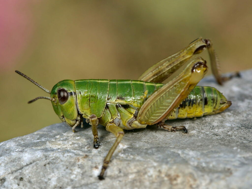 Piedmont Mountain Grasshopper