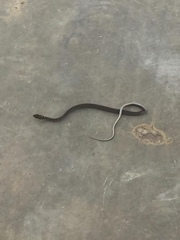 Mastigodryas danieli