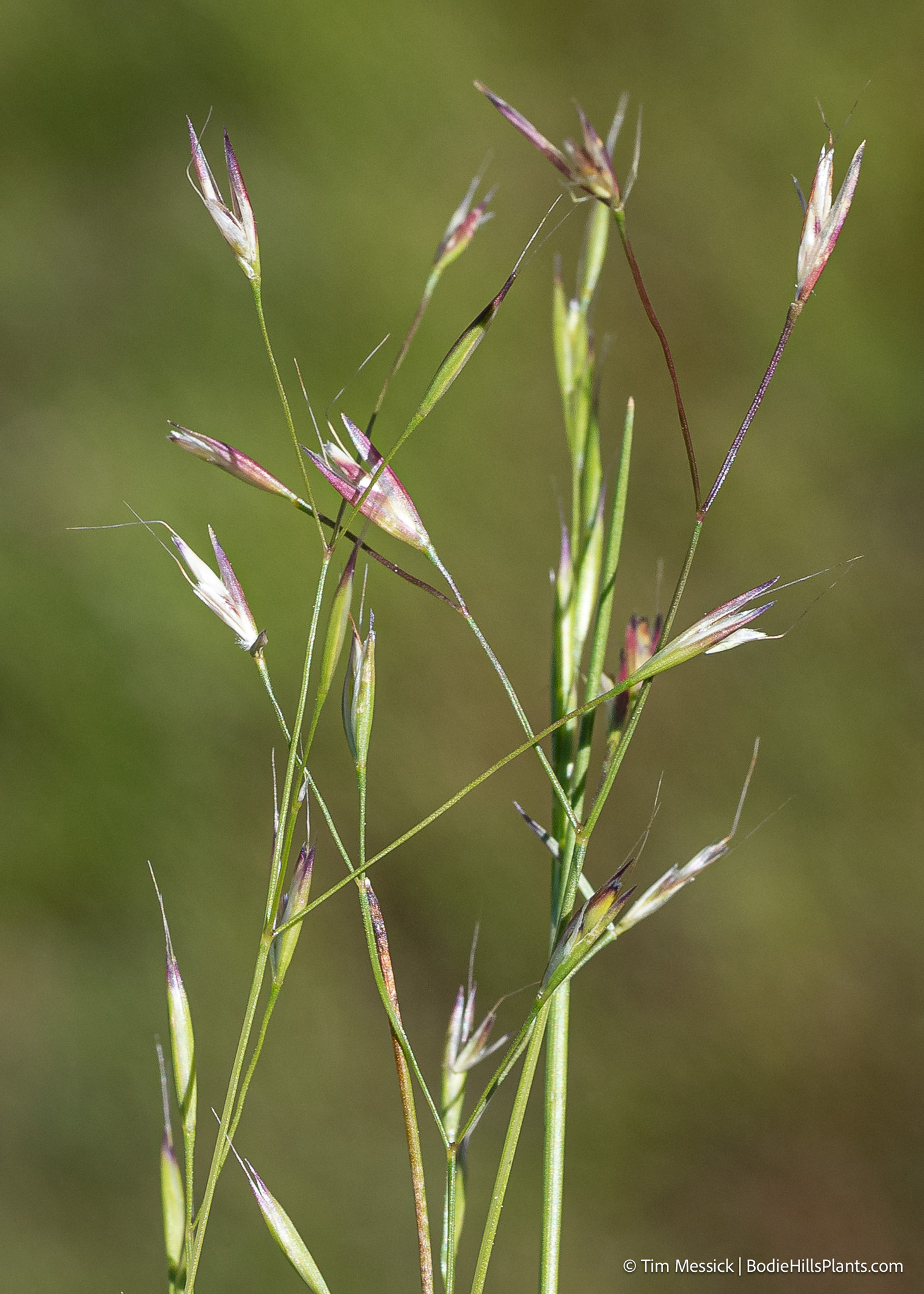 Deschampsia danthonioides