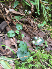 Veronica californica