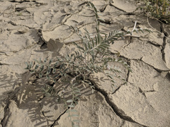 Astragalus aridus