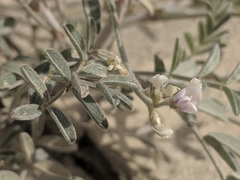 Astragalus aridus
