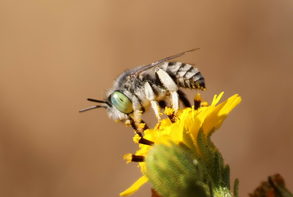 Short Sun-digger Bee