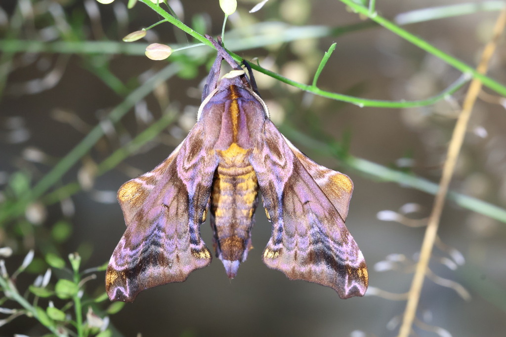 Small-eyed Sphinx from 742 W 600 N, Lake Village, IN 46349, USA on ...