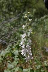 Delphinium hansenii