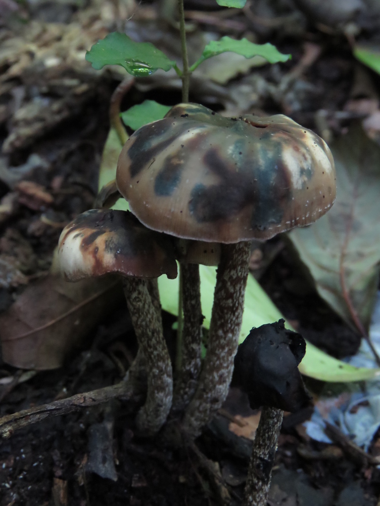 Psilocybe zapotecorum · January 2019 · photo: © nicoolejnik (iNaturalist, cc-by)