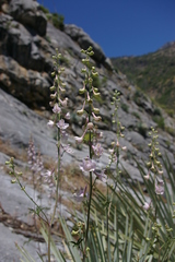 Delphinium hansenii