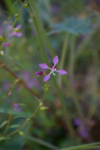 Mountain clarkia (Clarkia heterandra)