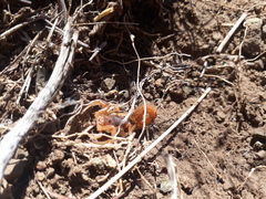 Parabuthus planicauda