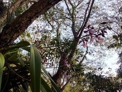 Encyclia cordigera