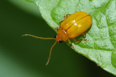 Coleoptera