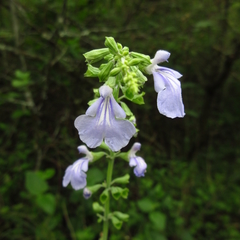 Salvia cardiophylla