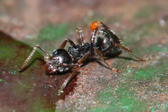 Dolichoderus