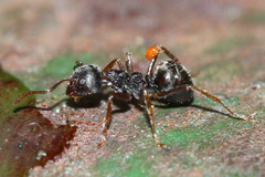 Dolichoderus