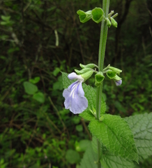 Salvia cardiophylla