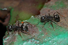 Dolichoderus