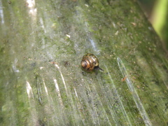 Habroconus