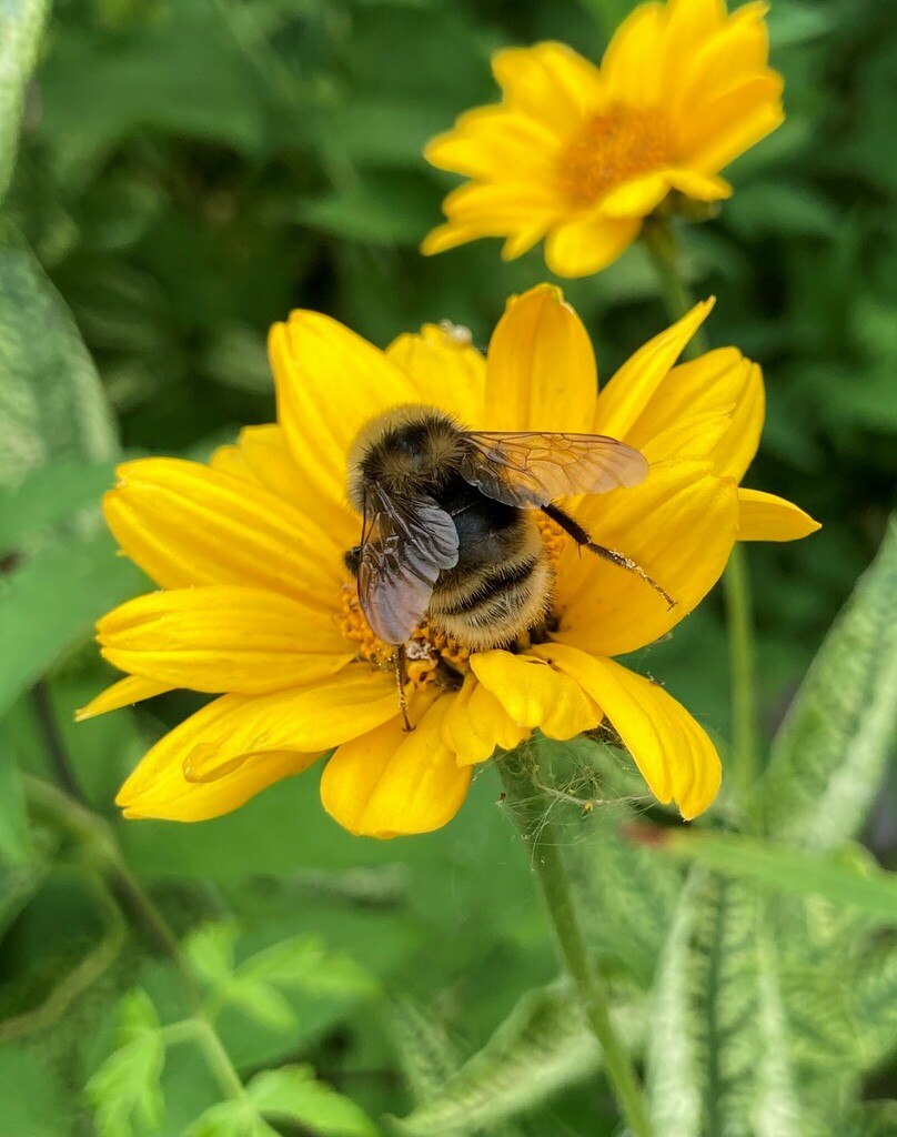 Western Bumble Bee from Douglasdale, Calgary, AB T2Z, Canada on August ...