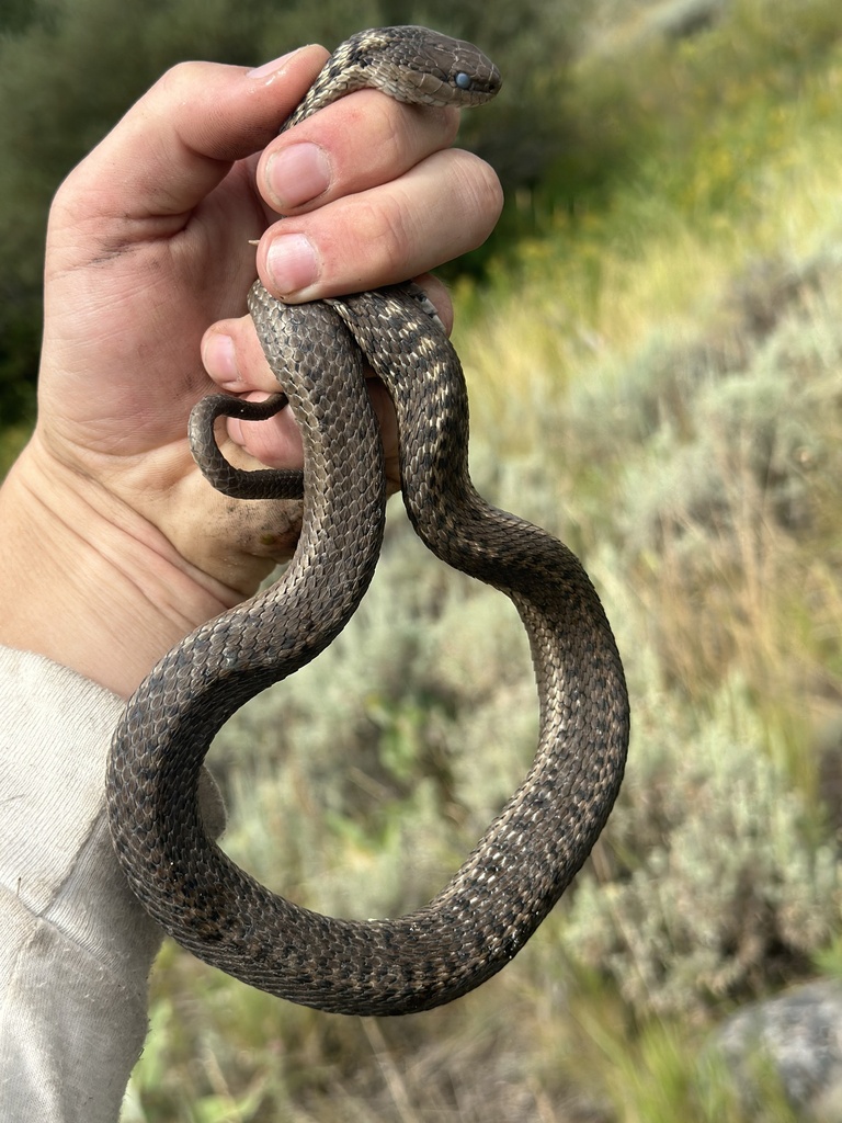 Western Terrestrial Garter Snake from Custer Gallatin National Forest ...