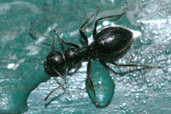 Colobopsis