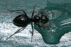 Colobopsis