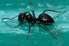 Colobopsis