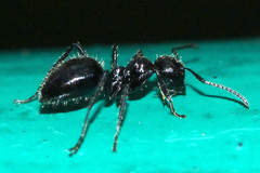 Colobopsis