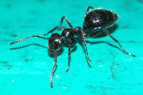 Colobopsis reichenspergeriColobopsis reichenspergeri