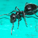 Camponotus reichenspergeri - Photo (c) Franz Anthony, μερικά δικαιώματα διατηρούνται (CC BY-NC), uploaded by Franz Anthony
