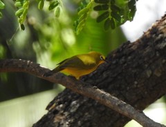 Zosterops senegalensis