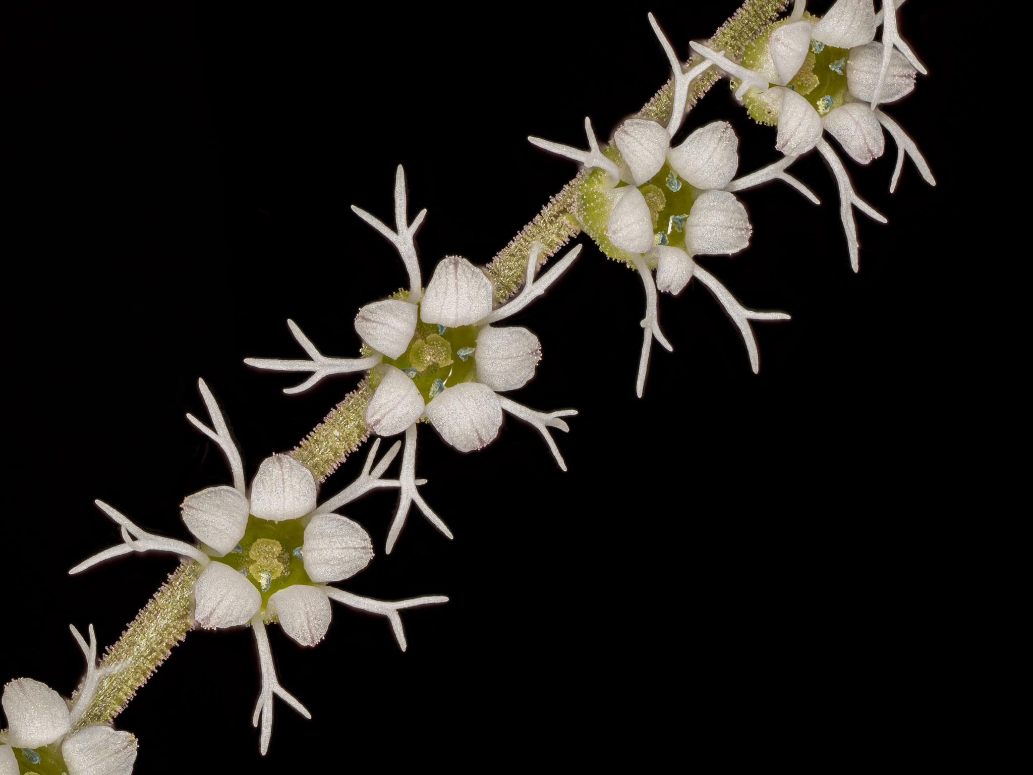Mitella stauropetala