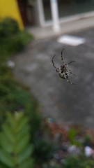 Araneidae