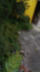 Araneidae