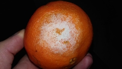 Penicillium digitatum